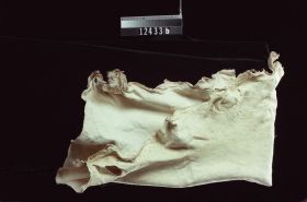 Image representing Prepared Material.