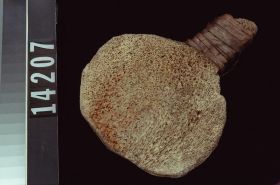 Image representing Paddle.