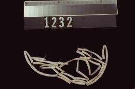 Image representing Necklace.