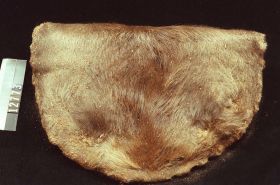 Image representing Pelt.