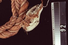 Image representing Ring.