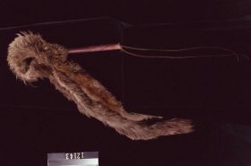 Image representing Whip.