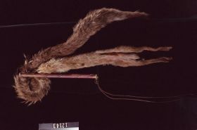 Image representing Whip.