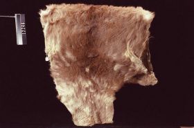 Image representing Hide.
