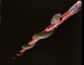 Image representing Cane.