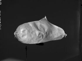 Image representing Float.