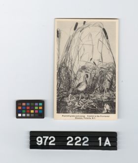 Image representing Postcard.