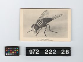 Image representing Postcard.