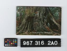 Image représentant Postcard