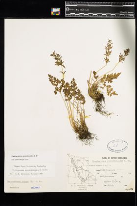 Image representing Cryptogramma acrostichoides.