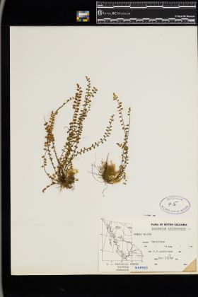 Image representing Asplenium trichomanes.