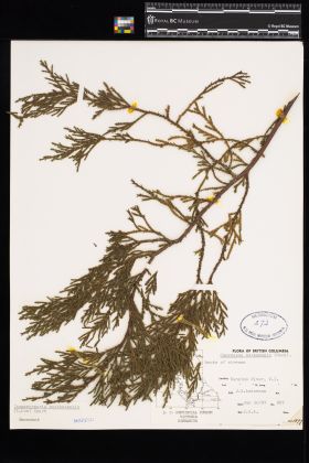 Image representing Chamaecyparis nootkatensis.