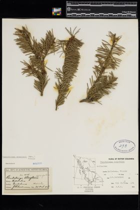 Image representing Pseudotsuga menziesii.