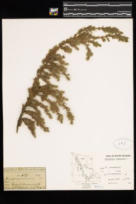 Image representing Juniperus communis.