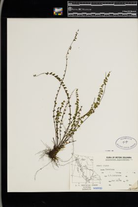 Image representing Asplenium trichomanes.