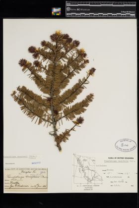 Image representing Pseudotsuga menziesii.