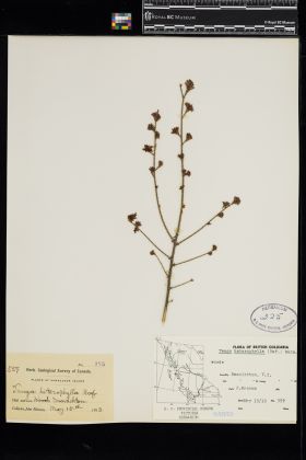 Image representing Tsuga heterophylla.