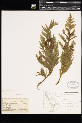 Image representing Thuja plicata.