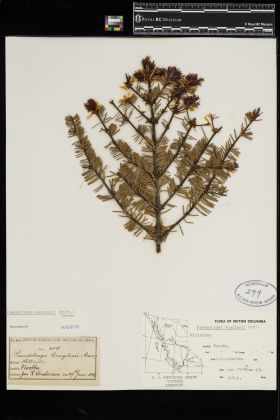 Image representing Pseudotsuga menziesii.