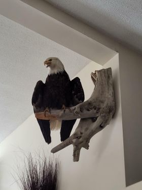 Image representing Haliaeetus leucocephalus.