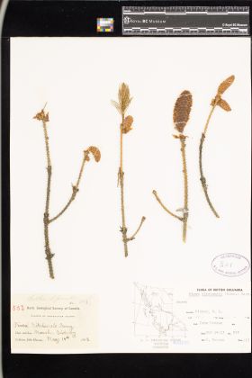 Image representing Picea sitchensis.