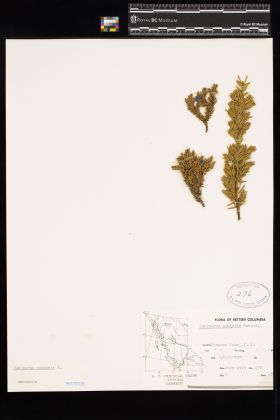 Image representing Juniperus communis.