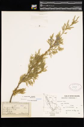 Image representing Juniperus scopulorum.