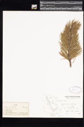 Image representing Pinus contorta.