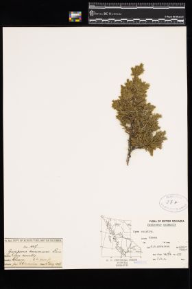 Image representing Juniperus communis.