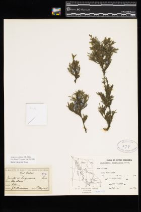Image representing Juniperus scopulorum.