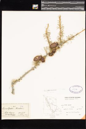 Image representing Larix lyalii.