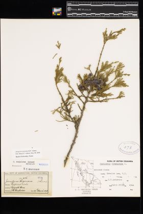 Image representing Juniperus scopulorum.