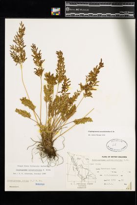 Image representing Cryptogramma acrostichoides.