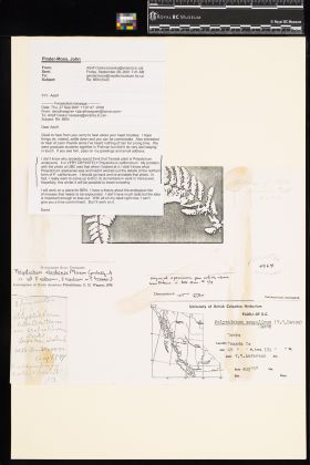 Image representing Polystichum californicum.