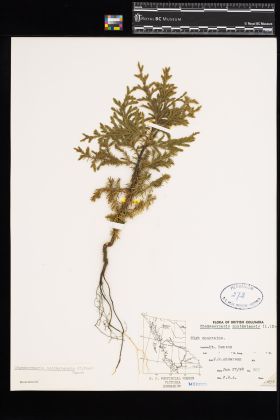 Image representing Chamaecyparis nootkatensis.