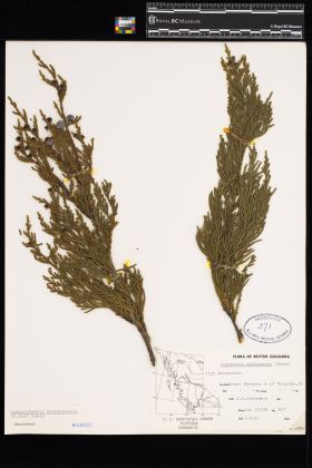 Image representing Chamaecyparis nootkatensis.