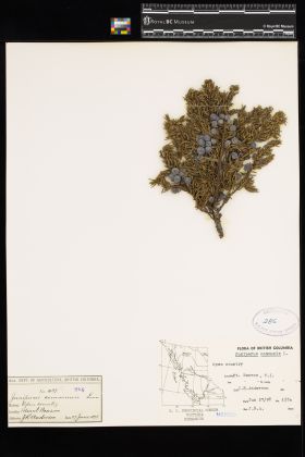 Image representing Juniperus communis.