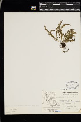 Image representing Asplenium viride.