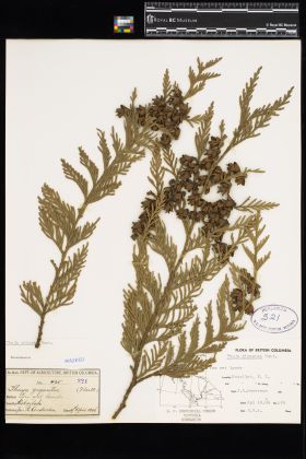 Image representing Thuja plicata.
