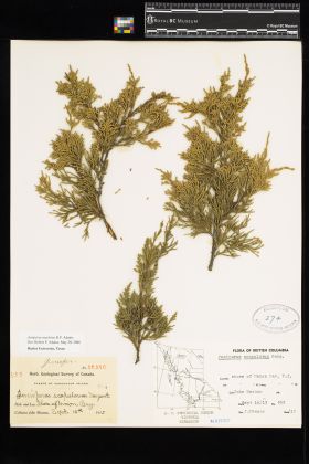 Image representing Juniperus scopulorum.