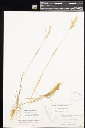 Image representing Bromus hordeaceus.