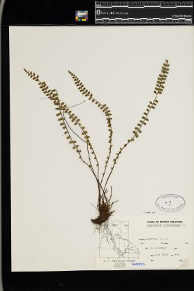 Image representing Asplenium trichomanes.