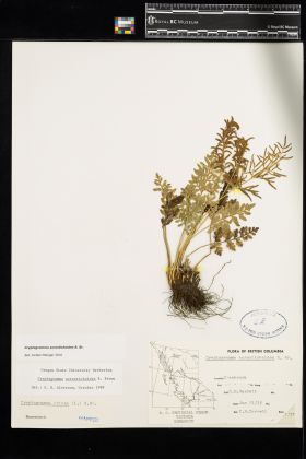 Image representing Cryptogramma acrostichoides.