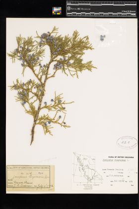 Image representing Juniperus.