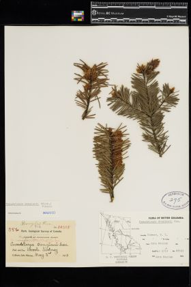 Image representing Pseudotsuga menziesii.