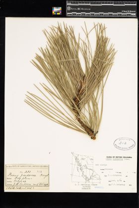 Image representing Pinus ponderosa.