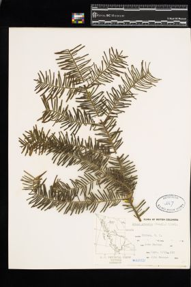 Image representing Abies grandis.