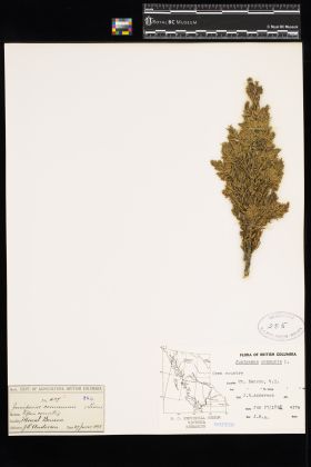 Image representing Juniperus communis.