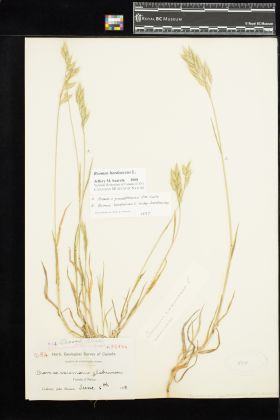 Image representing Bromus hordeaceus.
