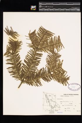 Image representing Abies grandis.